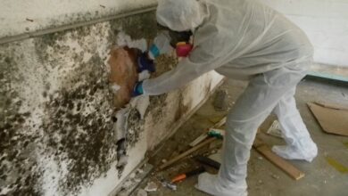 Photo of When Is Mold Remediation Worth It?