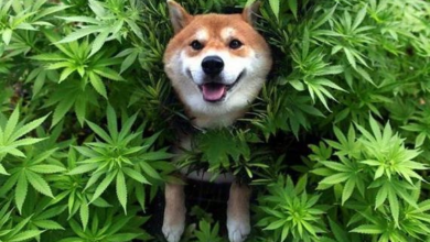 Photo of Best Organic Cbd Oils That Can Be Given To Dogs